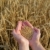 buğday · insan · eller · gıda · el - stok fotoğraf © simazoran