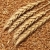 blé · alimentaire · fond · ferme · stock -  © simazoran