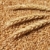 blé · alimentaire · fond · ferme · stock -  © simazoran