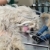 Veterinary stock photo © simazoran