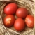 Wielkanoc · czerwony · easter · egg · pszenicy · gniazdo - zdjęcia stock © simazoran