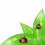 Ecology background with ladybugs on leaves stock photo © smeagorl