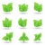 establecer · verde · eco · hojas · aislado · blanco - foto stock © smeagorl