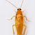 Smooth cockroach - Symploce pallens stock photo © smuay