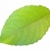 Single green leaf against the white background stock photo © SRNR
