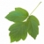 зеленый · лист · белый · лист · листьев · завода - Сток-фото © SRNR