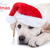 Рождества · собака · Лабрадор · щенков · Hat - Сток-фото © Stephanie_Zieber