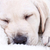 子犬 · 寝 · ラブラドル·レトリーバー犬 · 犬 · 白 · ベッド - ストックフォト © Stephanie_Zieber