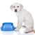 面白い · 飢えた · 犬 · ラブラドル·レトリーバー犬 · 子犬 - ストックフォト © Stephanie_Zieber