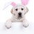 easter · bunny · köpek · imzalamak · köpek · yavrusu · kulaklar - stok fotoğraf © Stephanie_Zieber