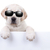 cool · Sommerurlaub · Hund · Zeichen · Party · Sterne - stock foto © Stephanie_Zieber