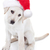 Christmas Santa Dog stock photo © Stephanie_Zieber