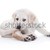 komik · köpek · kuyruk · labrador · retriever · köpek · yavrusu - stok fotoğraf © Stephanie_Zieber