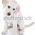 labrador · cucciolo · labrador · retriever · isolato · bianco · baby - foto d'archivio © Stephanie_Zieber