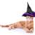 strega · cat · halloween · pet · costume · Hat - foto d'archivio © Stephanie_Zieber