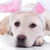 húsvéti · nyuszi · kutya · labrador · kutyakölyök · közelkép · buli - stock fotó © Stephanie_Zieber
