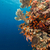 tropical · mar · vermelho · peixe · natureza · paisagem · mar - foto stock © stephankerkhofs