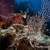 magnífico · mar · vermelho · água · peixe · natureza · paisagem - foto stock © stephankerkhofs