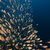 arany · Vörös-tenger · víz · hal · természet · tájkép - stock fotó © stephankerkhofs