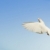 белый · голубя · Flying · вверх · красивой · материальных - Сток-фото © suemack