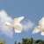 белый · полет · два · красивой · Flying - Сток-фото © suemack