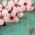 розовый · цветок · Вишневое · Blossom · цветочный - Сток-фото © susabell