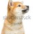 hermosa · cachorro · aislado · blanco · marrón · japonés - foto stock © svetography
