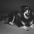 belo · grande · mastim · cão · retrato - foto stock © svetography