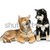 hermosa · cachorros · aislado · blanco · dos · marrón - foto stock © svetography