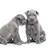 Two thai ridgeback puppies isolated on white stock photo © svetography