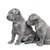 Two thai ridgeback puppies isolated on white stock photo © svetography