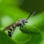mammoth wasp in green nature stock photo © sweetcrisis
