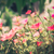 小 · 庭園 · 復古 · 性質 · 花園 · 美女 - 商業照片 © sweetcrisis