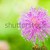 wrażliwy · roślin · zielone · charakter · ogród - zdjęcia stock © sweetcrisis