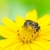 albină · galben · stea · floare · verde - imagine de stoc © sweetcrisis