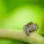 jumping · păianjen · verde · natură · grădină · primăvară - imagine de stoc © sweetcrisis