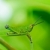 grasshopper in green nature stock photo © sweetcrisis