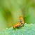 couple orange beetle in green nature or in the garden stock photo © sweetcrisis