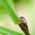 insectă · verde · natură · grădină - imagine de stoc © sweetcrisis