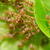 紅色 · 螞蟻 · 合作 · 綠色 · 性質 · 花園 - 商業照片 © sweetcrisis