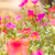 小 · 庭園 · 性質 · 花園 · 美女 · 植物 - 商業照片 © sweetcrisis