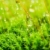 Fresh moss and water drops in green nature stock photo © sweetcrisis