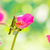 小 · 庭園 · 性質 · 花園 · 美女 · 植物 - 商業照片 © sweetcrisis