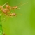 red ant in green nature stock photo © sweetcrisis