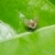 Aphid insect in green nature stock photo © sweetcrisis