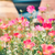 小 · 庭園 · 復古 · 性質 · 花園 · 美女 - 商業照片 © sweetcrisis