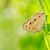 butterfly in green nature stock photo © sweetcrisis