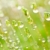 świeże · mech · kroplami · wody · zielone · charakter · makro - zdjęcia stock © sweetcrisis