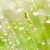 świeże · mech · kroplami · wody · zielone · charakter · makro - zdjęcia stock © sweetcrisis