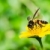 abeille · macro · vert · nature · jardin · fleur - photo stock © sweetcrisis
